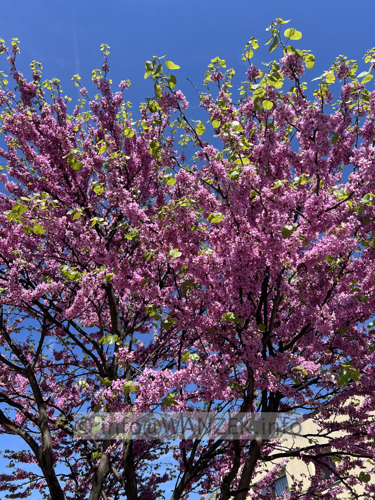 Cercis siliquastrum - 03.jpg